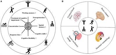 Physical exercise for brain plasticity promotion an overview of the underlying oscillatory mechanism